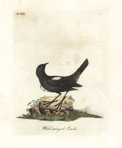 Tangara à épaules blanches, Tachyphonus luctuosus (Oriole à ailes blanches, Oriolus leucopterus). Gravure à la main en couleur par John Latham de son propre A General History of Birds, Winchester