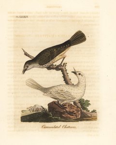 Bellbird blanc, Procnias albus, mâle et femelle (Jacasseur caronculé, Ampelis carunculata). Gravure sur cuivre coloriée à la main dessinée et gravée par John Latham de son propre A General History of Birds, Winchester