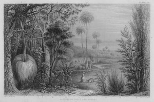 Arbres et arbustes australiens - John Le Keux