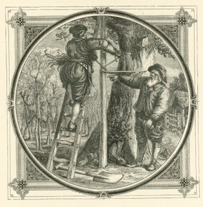 Les branches peuvent être formées, mais pas le tronc (gravure)