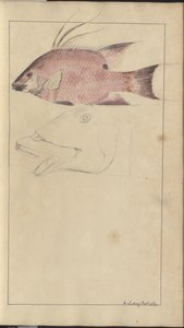 Dessins de Lindsay Vol. VII - John Lindsay