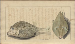 Dessins de Lindsay Vol. VII, 26 - John Lindsay