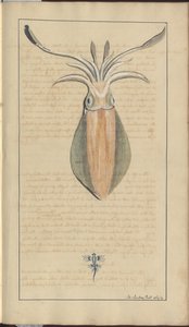 Dessins de Lindsay Vol. VII, 29 - John Lindsay