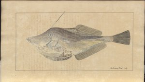 Dessins de Lindsay Vol. VII, 7 - John Lindsay
