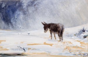 Âne dans la neige