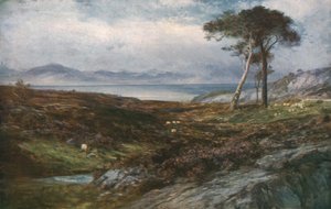 Bruyère : Highlands écossais