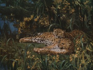 Léopards indiens, fin 19ème-début 20ème siècle, vers 1930