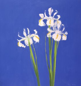 Exelsior blanc néerlandais
