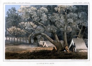 Un bosquet de peupliers, 1856 - John Mix Stanley