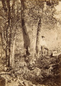 Ruisseau Tacony, peuplier de Magnolia