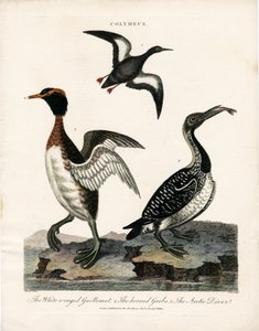 Oiseaux de mer arctiques du genre Colymbus