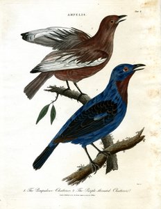 Chatterers (Ampélis)