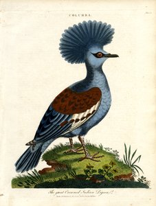 Pigeon indien couronné (Columba)