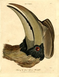Tête du grand calao africain