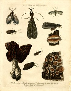 Helvella et Hemerobius - John Pass