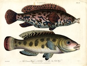Labrus : Labre commun et labre de mer