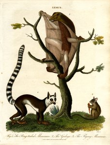 Lémuriens - Trois espèces de prosimiens