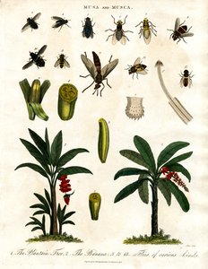 Musa et Musca - Bananiers et diverses espèces de mouches - John Pass
