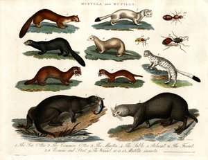 Mustela et Mutilla : Illustration de divers mustélidés et insectes mutilés - John Pass
