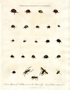 Coléoptères Notoclea, Notonecta et Notoxus - John Pass