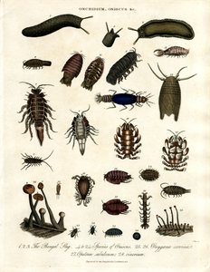 Onchidium ; Oniscus et autres arthropodes - John Pass