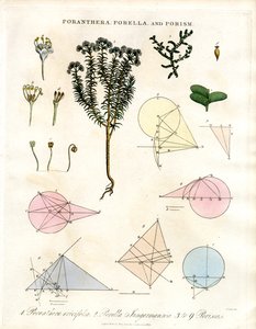 Poranthera ; Porella et Porismes - John Pass