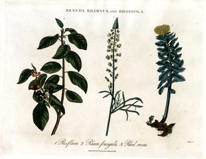 Reseda ; Rhamnus et Rhodiola - John Pass