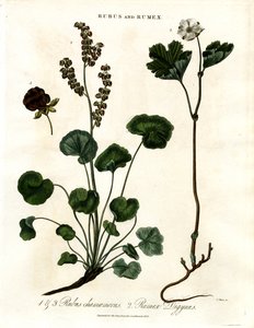 Rubus et Rumex : Myrtille et oseille de montagne - John Pass