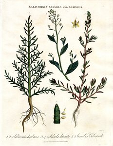 Salicornia ; Salsola et Samolus : Plantes côtières halophytes