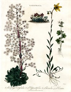 Espèces de saxifraga - John Pass