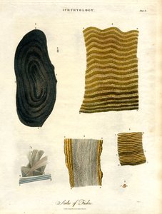 Écailles de poissons