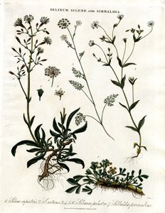 Selinum ; Silene et Sibbaldia - John Pass