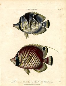 Chetodon à faucille et Chetodon à soies
