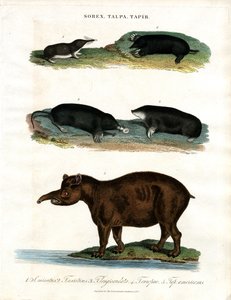 Sorex;Talpa;Tapir : Musaraignes, taupes et tapirs - John Pass
