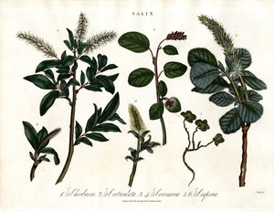 Diverses espèces de saules (Salix)