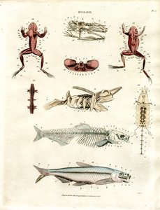 Illustrations anatomiques zoologiques (planche 5)