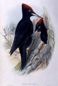Grand pic noir (Dryocopus Martius)