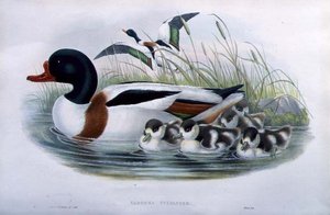 Tadorne de Belon (Tadorna Vulpanser) - John and Richter Henry Constantine (after) Gould
