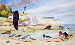 Oiseaux de mer (gouache sur papier)