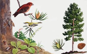 Le pin et ses habitants