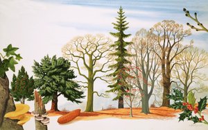 Les arbres en hiver