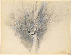 Sycomore bourgeonnant - John Ruskin