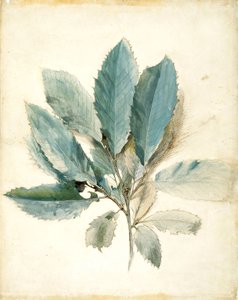 Feuilles de châtaignier - John Ruskin