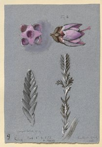 Quatre études de Ling, probablement 14 septembre 1869