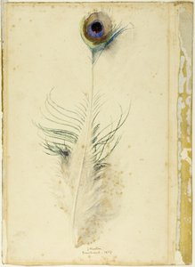Plume de paon - John Ruskin