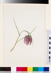 Fritillaire des serpents, avant juin 1871 - John Ruskin