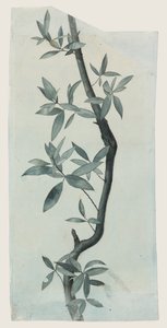 Étude de Feuilles de Saule, c.1857