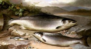 Nature morte de poissons
