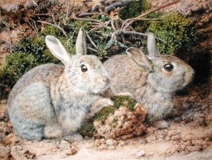 Deux lapins