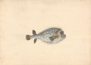 Un Poisson Porc-épic - John Smart